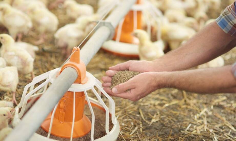 Jak dostosowanie składu paszy wpływa na zdrowie drobiu?