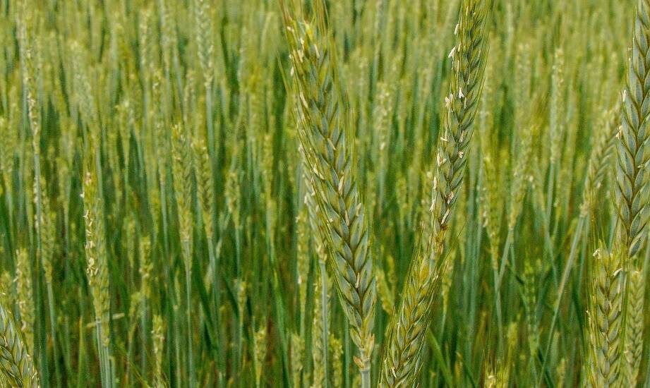 Ozime pszenżyto: Jakie odmiany są najbardziej odporne na suszę?
