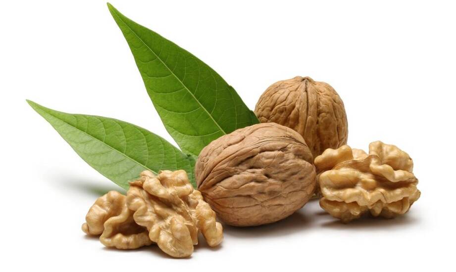 Jakie są najważniejsze cechy zdrowych orzecha włoskiego sadzonek?