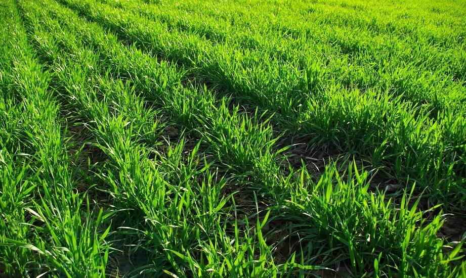 Jak jednoroczna trawa wpływa na bioróżnorodność w gospodarstwie?