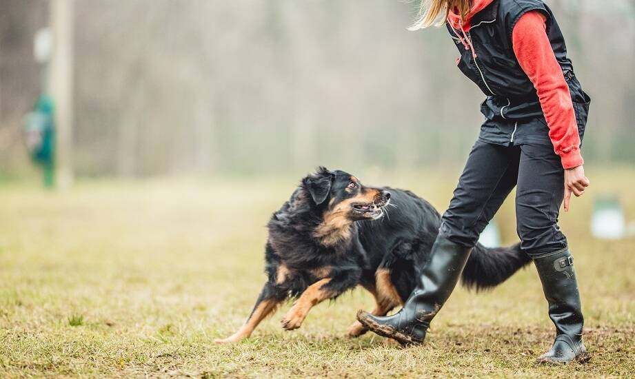 Czy indywidualne szkolenia są lepsze od grupowych dla psa? Analiza zalet i wad.