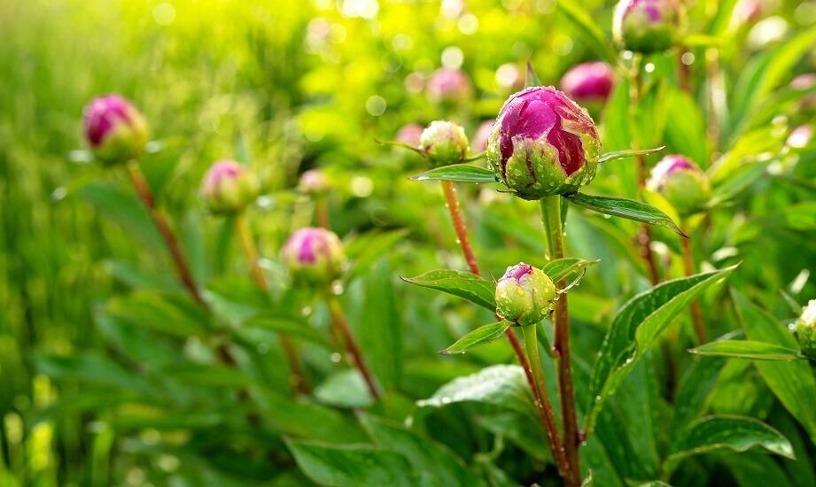 Byliny do ogrodu: różnorodność gatunków i ich zastosowanie w aranżacjach