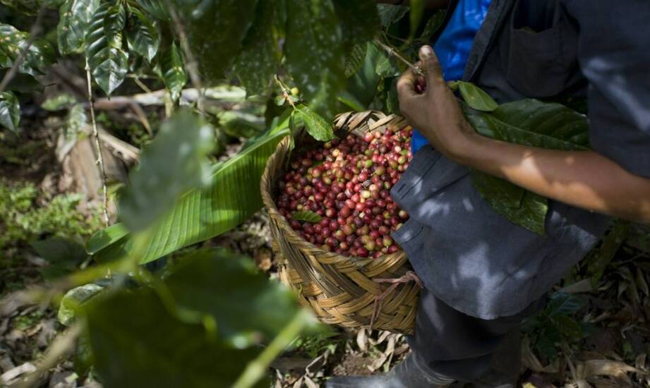 Znaczenie organicznej kawy w strategii zrównoważonego rozwoju dla producentów
