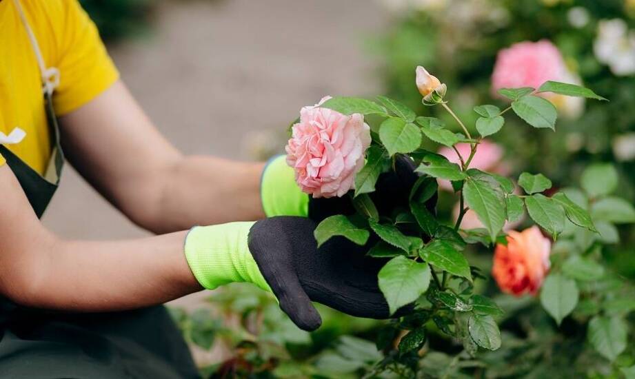 Poradnik pielęgnacji rabatowych róż: Kiedy i jak je przycinać?