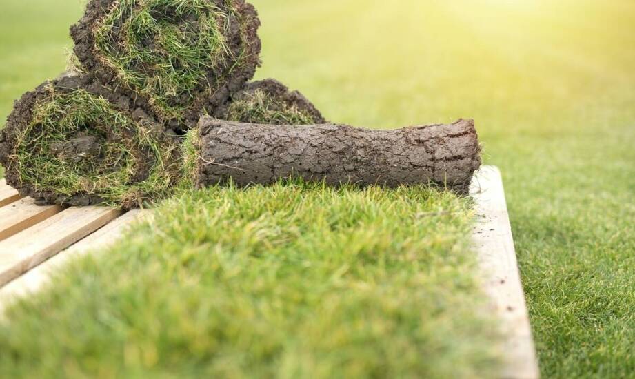 Trawnik z rolki na folii: jak przygotować teren do jego instalacji?