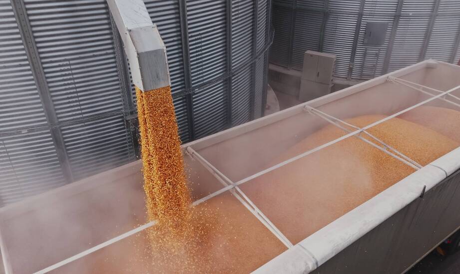 Wpływ warunków pogodowych na działanie przenośników do zboża