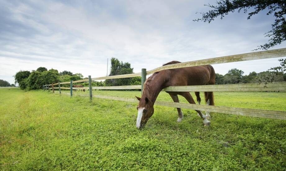 Pastuchy dla koni — jak wybrać bezpieczne i wydajne ogrodzenie