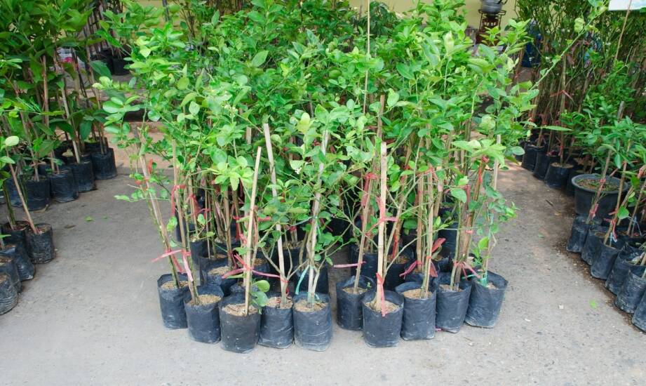 Begonia angielska: odmiany, uprawa i pielęgnacja krok po kroku
