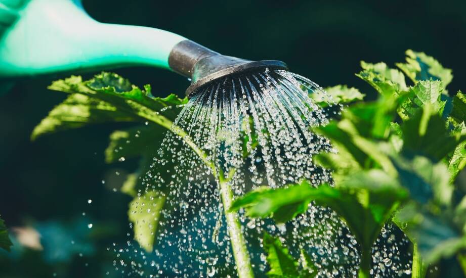 Oczyszczalnie hydrobotaniczne — jak działają i dlaczego zyskują popularność