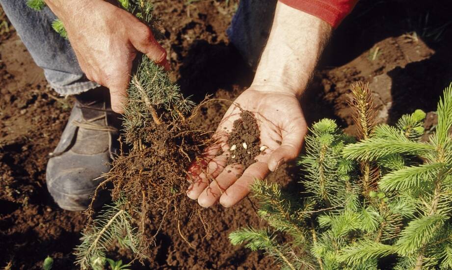 Plantacja choinek: jak wybrać sadzonki i przygotować plantację krok po kroku