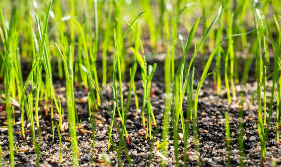 Produkcja trawy: jak wybrać najlepsze nasiona i metody uprawy