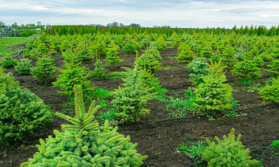 Plantacja choinek: jak wygląda hodowla i wybór idealnej jodły świątecznej