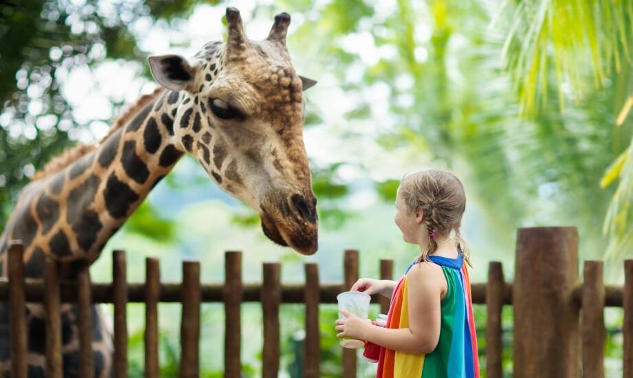 Atrakcje i ciekawostki ogrodu zoologicznego: co warto wiedzieć