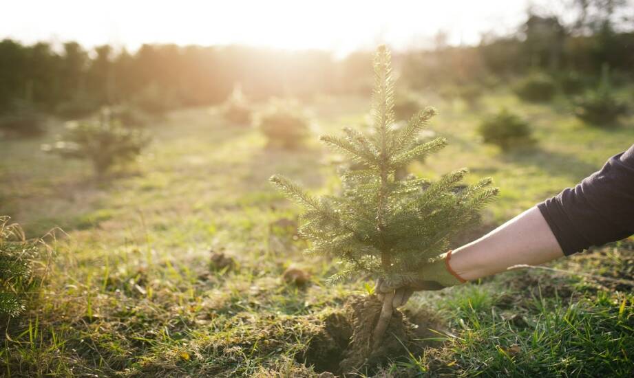 Plantacja choinek: jak działa uprawa i kiedy wybierać najlepsze drzewka