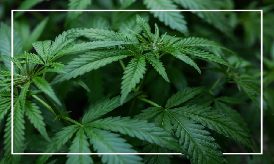 Zioła i odmiany konopi: czym wyróżnia się Purple Haze i jej historia