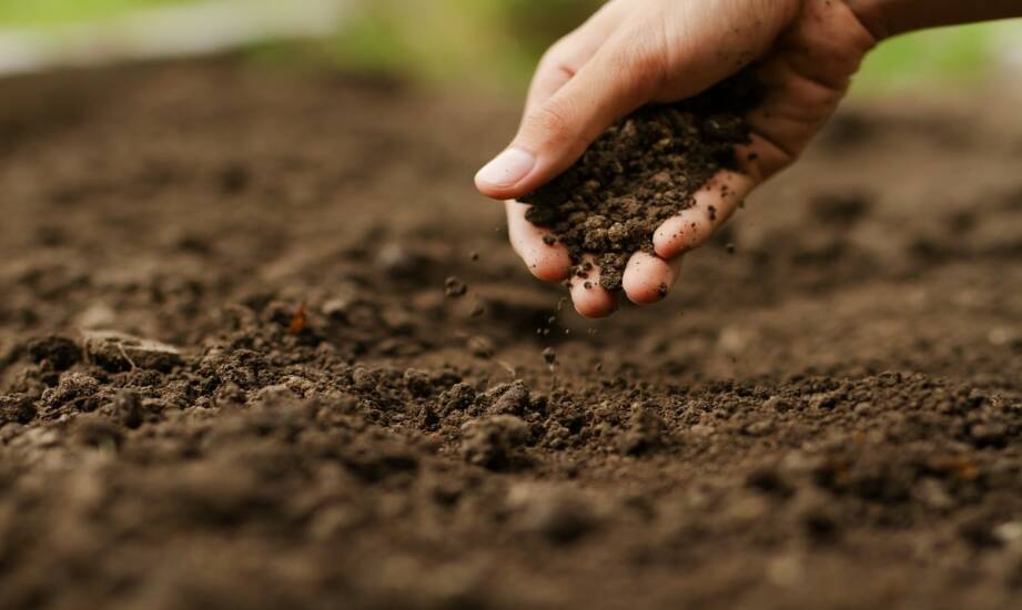 Parametry gruntów organicznych: co warto wiedzieć o jakości gleby