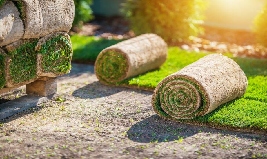 Trawa z rolki: zalety, koszty i jak wybrać najlepsze rozwiązanie