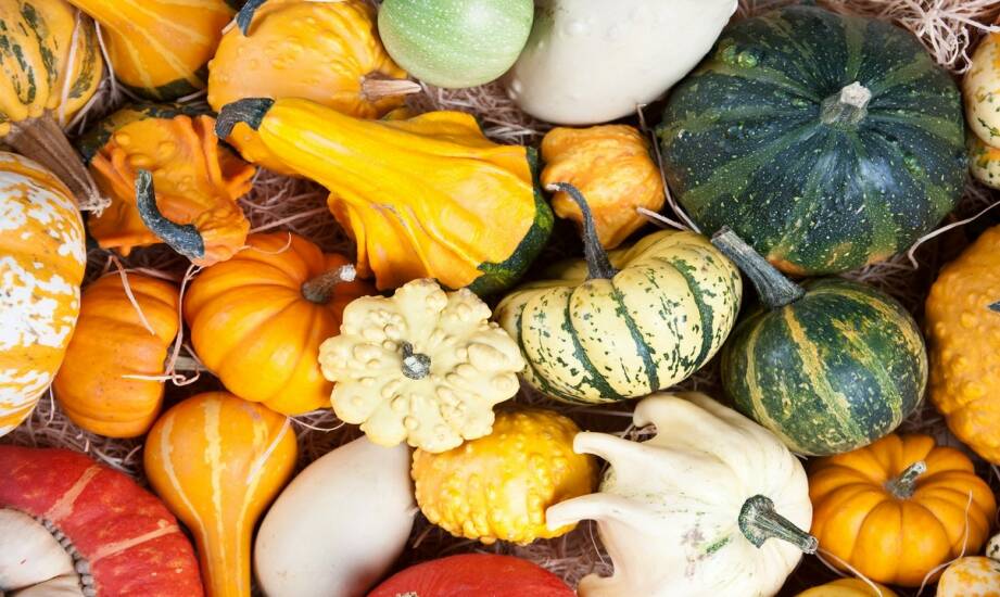Squash — zasady, korzyści i jak zacząć przygodę z grą