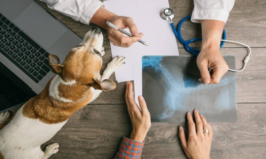Ortopedia zwierząt: objawy, diagnoza i metody leczenia schorzeń ruchu