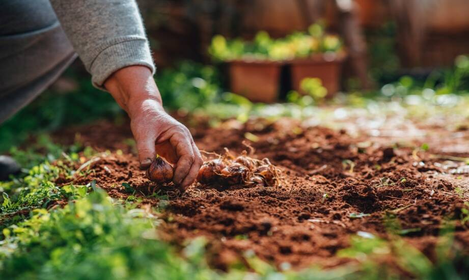 Nawozy organiczne vs mineralne: jak wybrać najlepsze rozwiązanie dla gleby