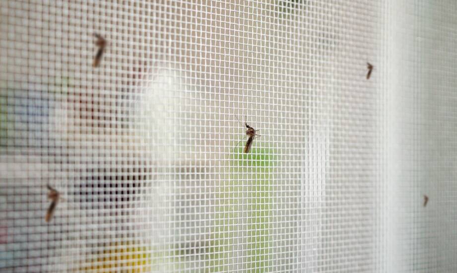 Siatki na okna przeciw owadom — skuteczne rozwiązania dla domu i mieszkania