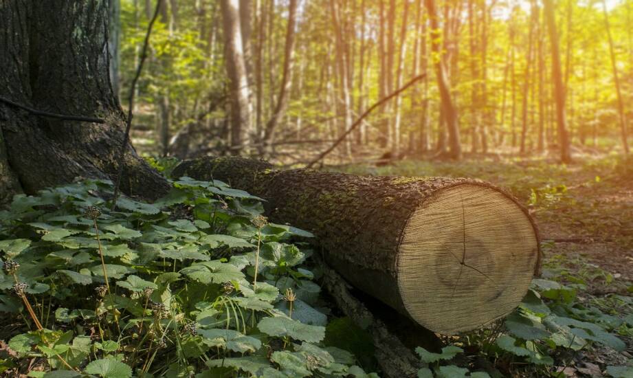 Wycinka lasów: co warto wiedzieć o przyczynach, przepisach i skutkach