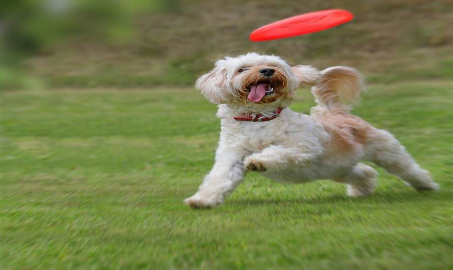 Frisbee do rekreacji — jak wybrać idealne dysk na zabawę i relaks