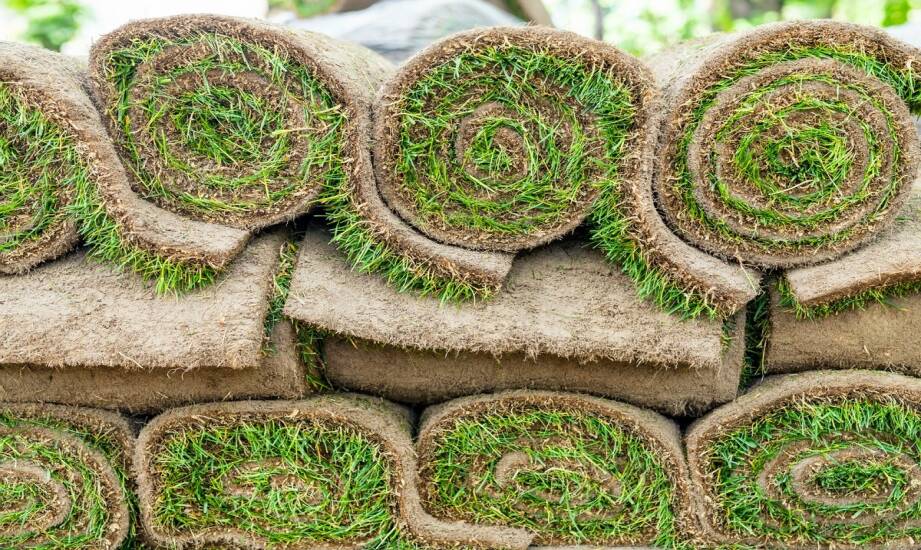 Trawa z rolki: jak wybrać najlepszy produkt dla ogrodu