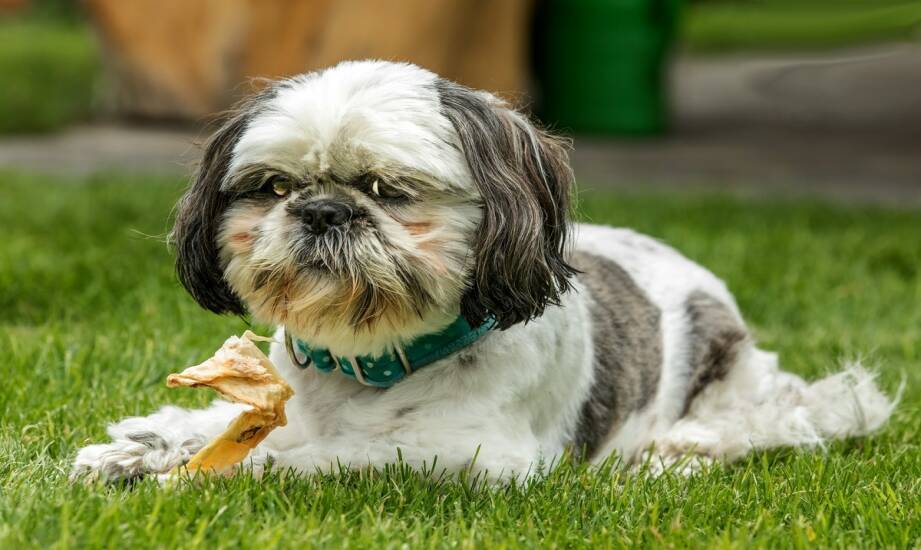 Karma dla shih tzu — jak wybrać najlepsze suche i mokre jedzenie