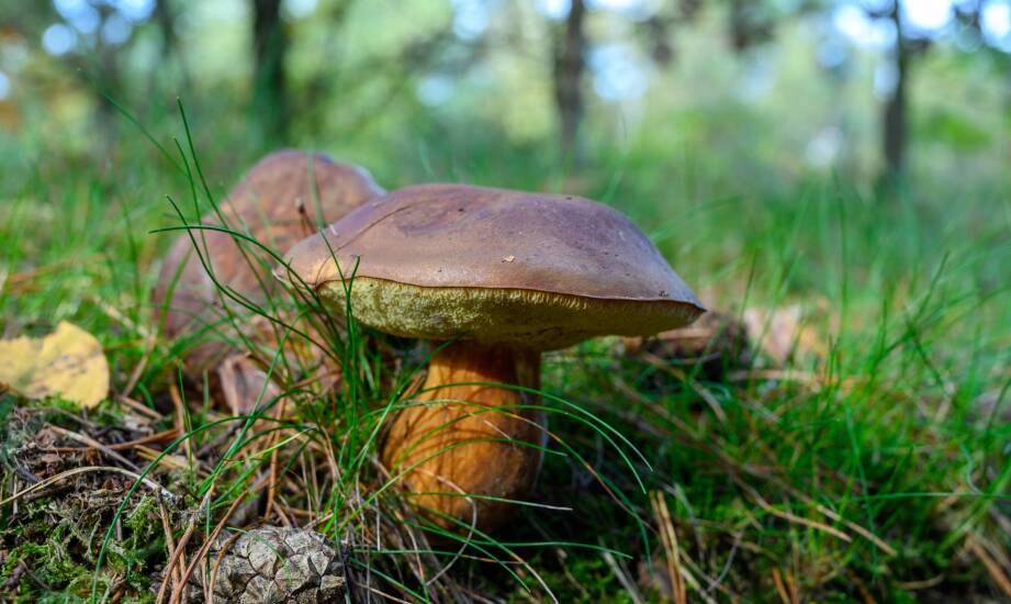 Why choose Polish mushrooms?