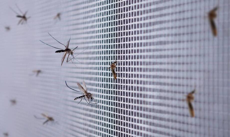 Drobne złoża owadów na moskitierze — jak reagować, zanim pojawią się larwy