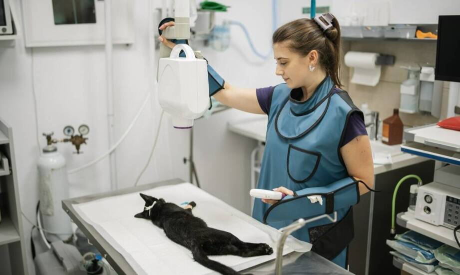 Jak rozpoznać, że objawy u psa lub kota wymagają pilnej diagnostyki w całodobowej lecznicy