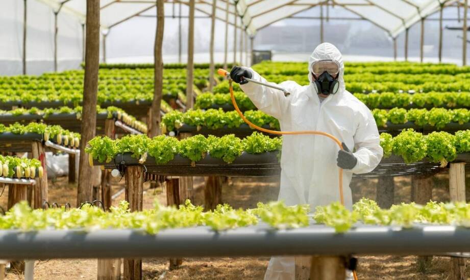Pierwsze tygodnie w holenderskiej szklarni — co najczęściej zaskakuje nowych pracowników
