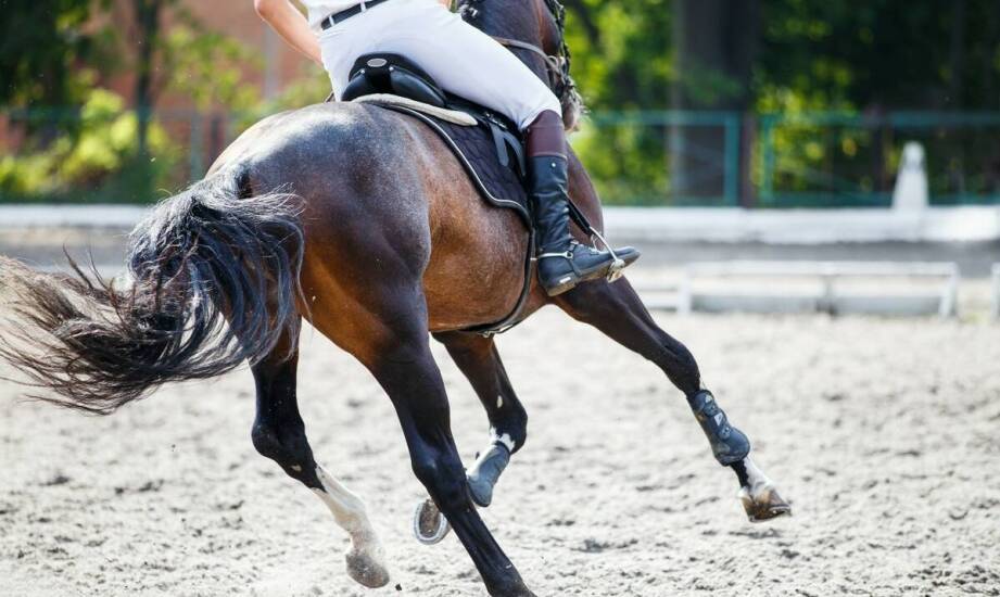 Powrót do lekcji jazdy konnej po przerwie — jak odbudować równowagę i pewność