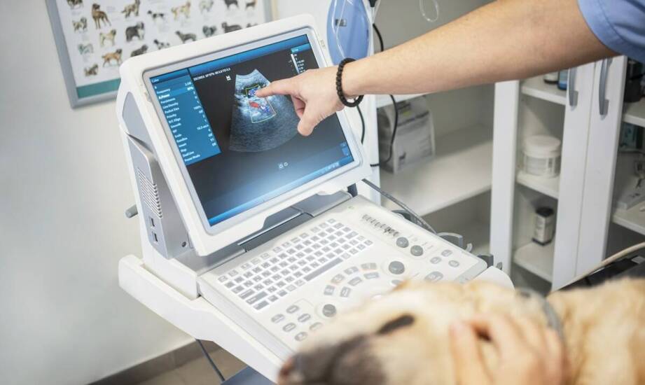 Przewlekły problem u psa lub kota — kiedy jedna placówka ułatwia diagnostykę i dalsze leczenie