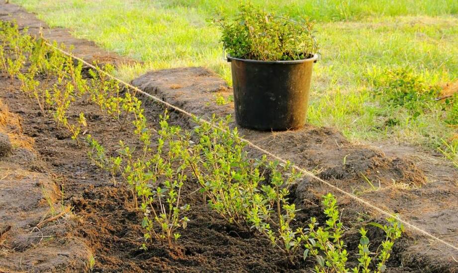 Jak przygotować stanowisko pod berberys i hibiskus w mazowieckim ogrodzie