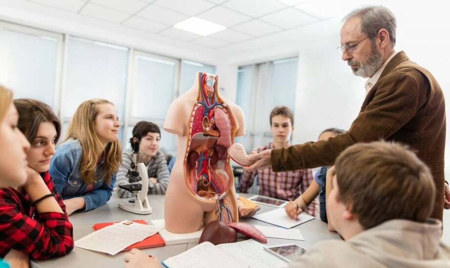Jak ocenić, czy fantom anatomiczny sprawdzi się w szkolnej dydaktyce biologii i przyrody