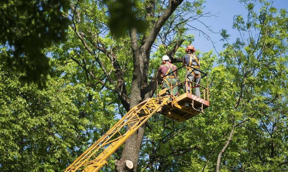 Cięcie konarów, pielęgnacja koron i usuwanie szkód po wichurze z poziomu podnośnika