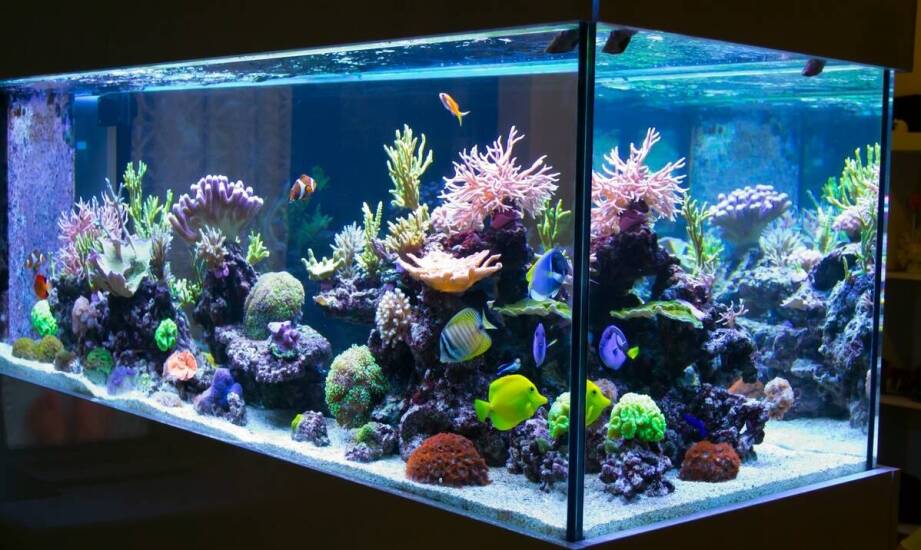 Jak zaplanować reef tank od wymiarów zbiornika po układ techniczny i aranżację skały
