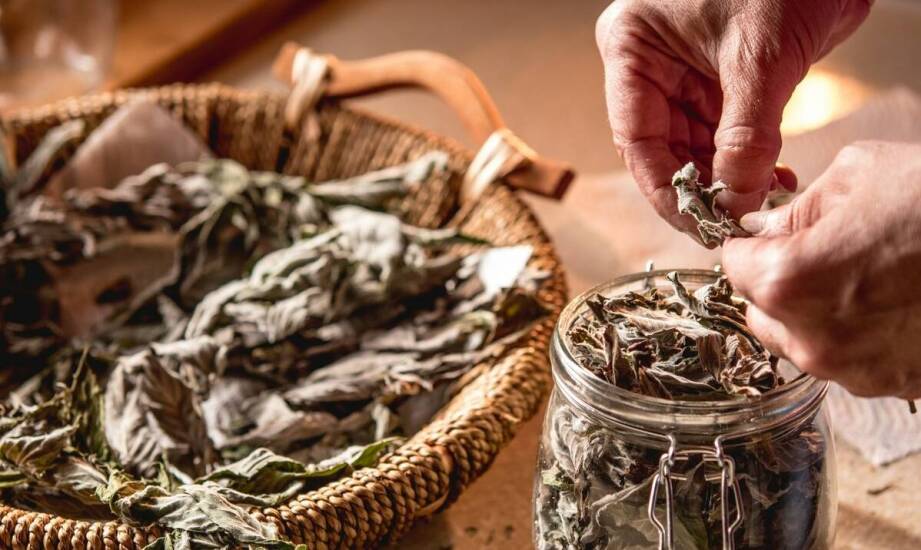 Dlaczego zioła liofilizowane i tradycyjnie suszone różnią się aromatem, trwałością i użyciem