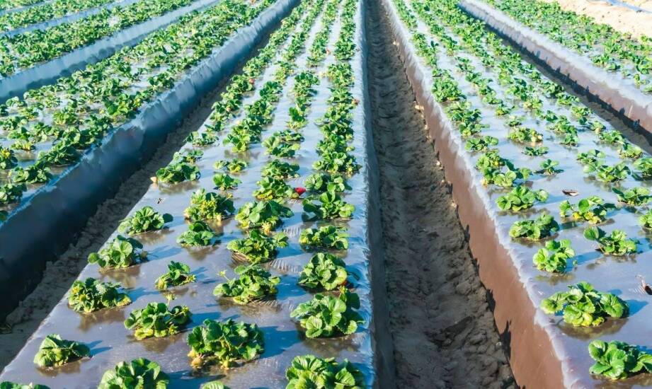Odstępy między truskawkami na plantacji: jak dobrać je do odmiany i technologii