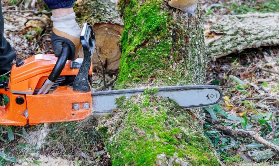 Pilarki STIHL MS 170 i MS 180 — różnica, którą czuć przy cięciu gałęzi i drewna opałowego