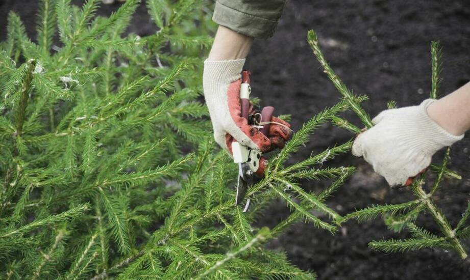 Cięcie i formowanie iglaków ozdobnych — kiedy dekoracja pomaga, a kiedy osłabia roślinę