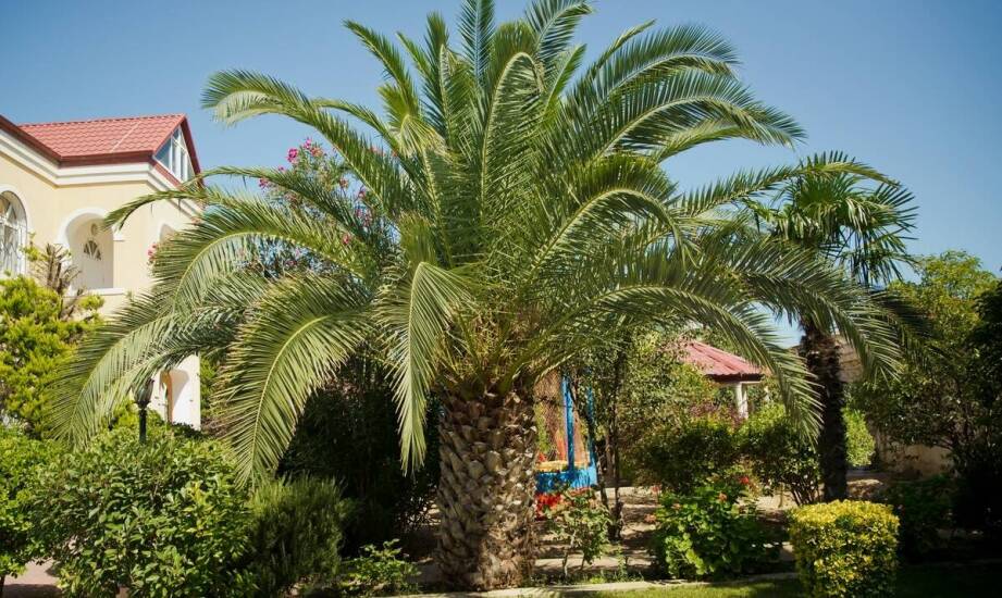 Palma kalifornijska w ogrodzie i na tarasie — kiedy uprawa ma sens w polskim klimacie