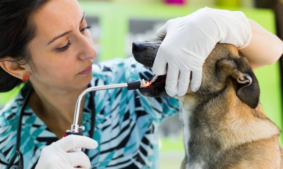 Stomatologiczne problemy u psów i kotów, które długo nie dają objawów i ujawniają się dopiero w badaniu