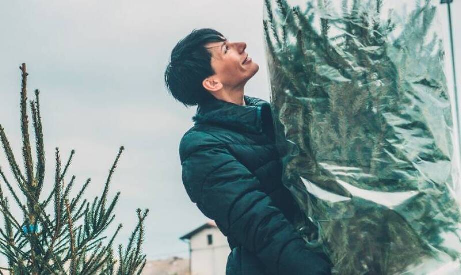 Duży iglak zimą — jak zabezpieczyć go przed mrozem, wiatrem i przesuszeniem