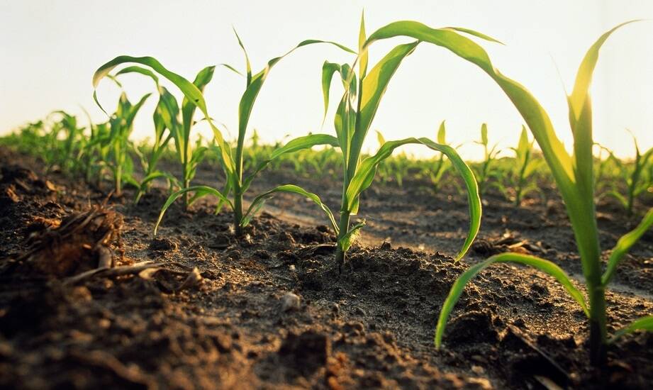 Jak ocenić odmianę Danubio przed siewem: FAO, użytkowanie i okno zbioru