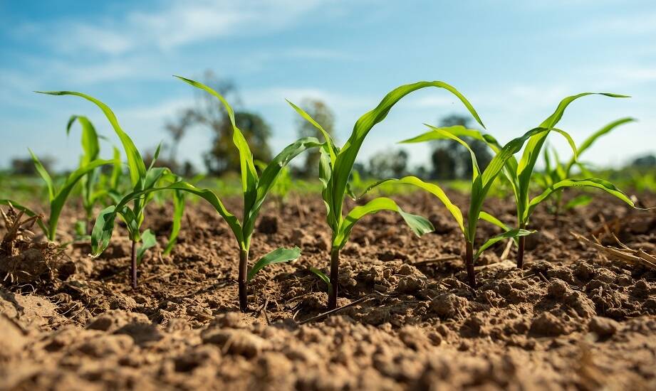Kukurydza na lekkich glebach: które decyzje agrotechniczne najbardziej ograniczają straty plonu