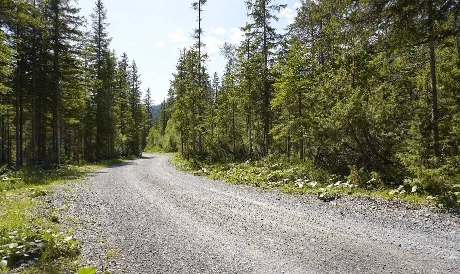 Jak z danych terenowych odczytać, które odcinki drogi leśnej wymagają naprawy