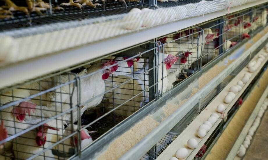 Wyposażenie klatki, gołębnika i woliery, które decyduje o higienie i porządku w hodowli ptaków